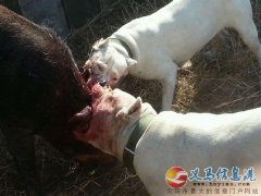 河南洛陽第一屆杜高犬咬豬比賽
