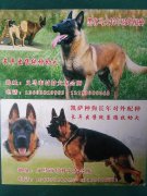 出售各種寵物狗，純血統(tǒng)馬犬幼崽，另有各種血統(tǒng)純正的公種對外配