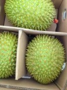 義馬有喜歡吃榴蓮的人士嗎？團購越南、泰國金枕榴蓮，中越邊境發(fā)