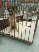 純種德國(guó)牧羊犬幼犬預(yù)售