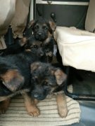 純種德國(guó)牧羊犬幼犬預(yù)售
