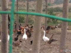 出售絕對散養(yǎng)笨雞，綠色、環(huán)保、不喂食任何快速生長飼料。