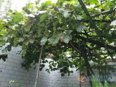 義馬市委后，電業(yè)局東側(cè)三分地稀缺獨(dú)家院出售