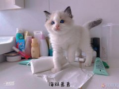 出8只布偶貓，公母都有